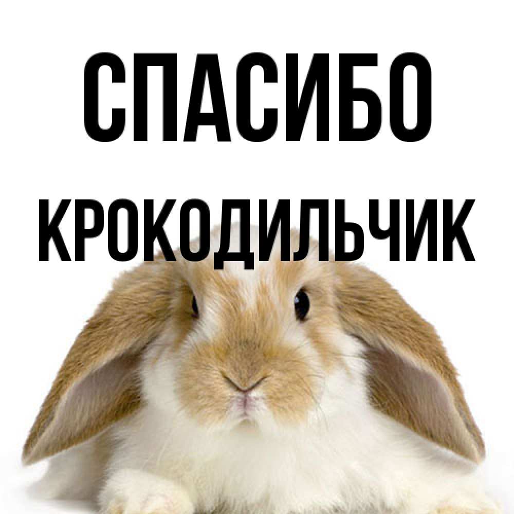 Открытка на каждый день с именем, Крокодильчик Спасибо коричнево белый заяц Прикольная открытка с пожеланием онлайн скачать бесплатно 