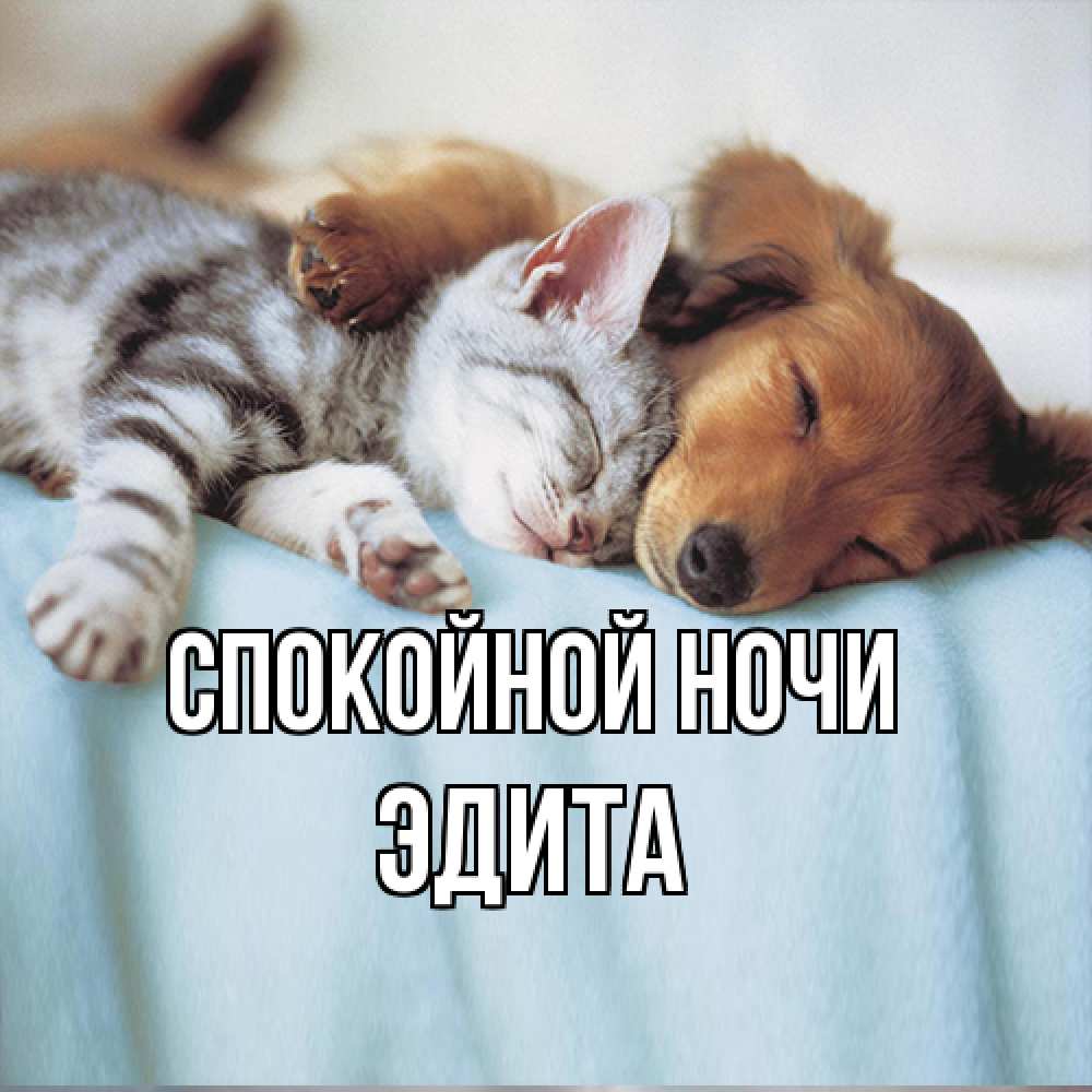 Открытка на каждый день с именем, Эдита Спокойной ночи с животными Прикольная открытка с пожеланием онлайн скачать бесплатно 