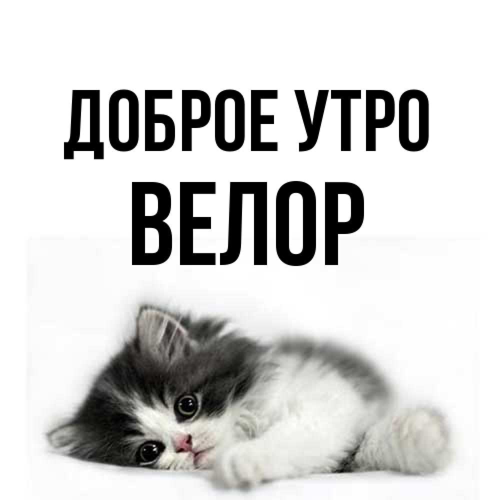 Открытка на каждый день с именем, Велор Доброе утро кот лапки Прикольная открытка с пожеланием онлайн скачать бесплатно 