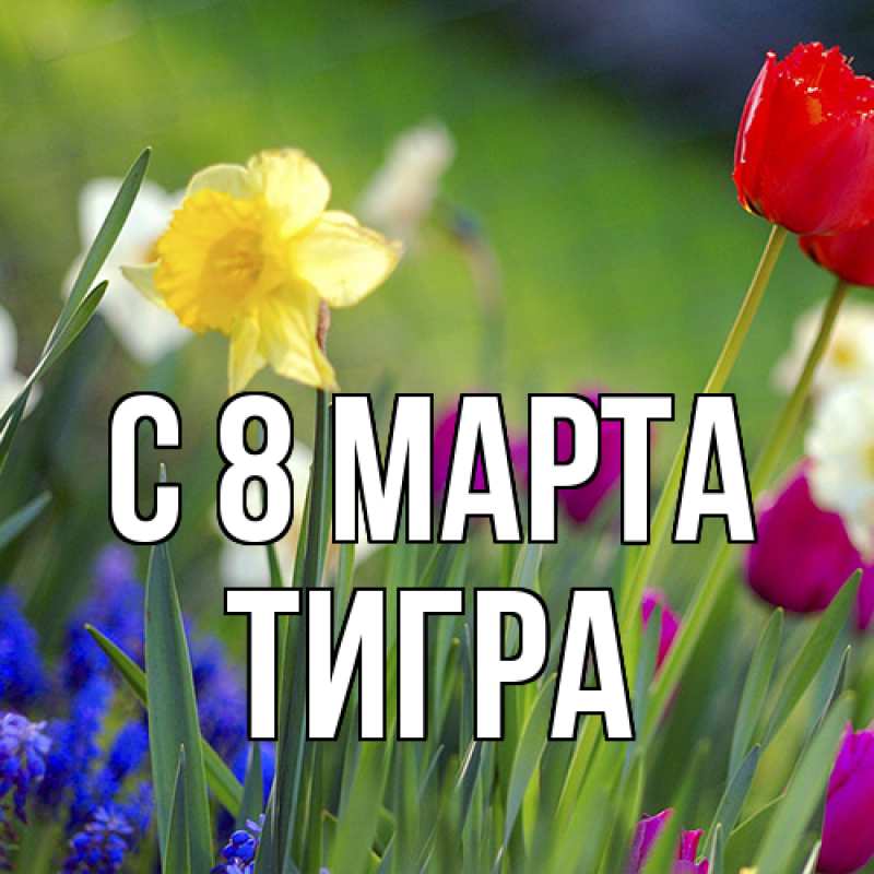 Картинка C 8 МАРТА, Тигpа