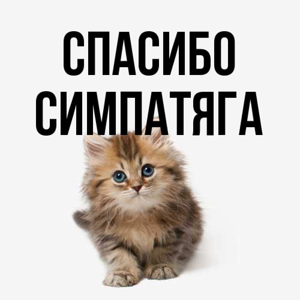 Открытка на каждый день с именем, Симпатяга Спасибо пушистый котик Прикольная открытка с пожеланием онлайн скачать бесплатно 