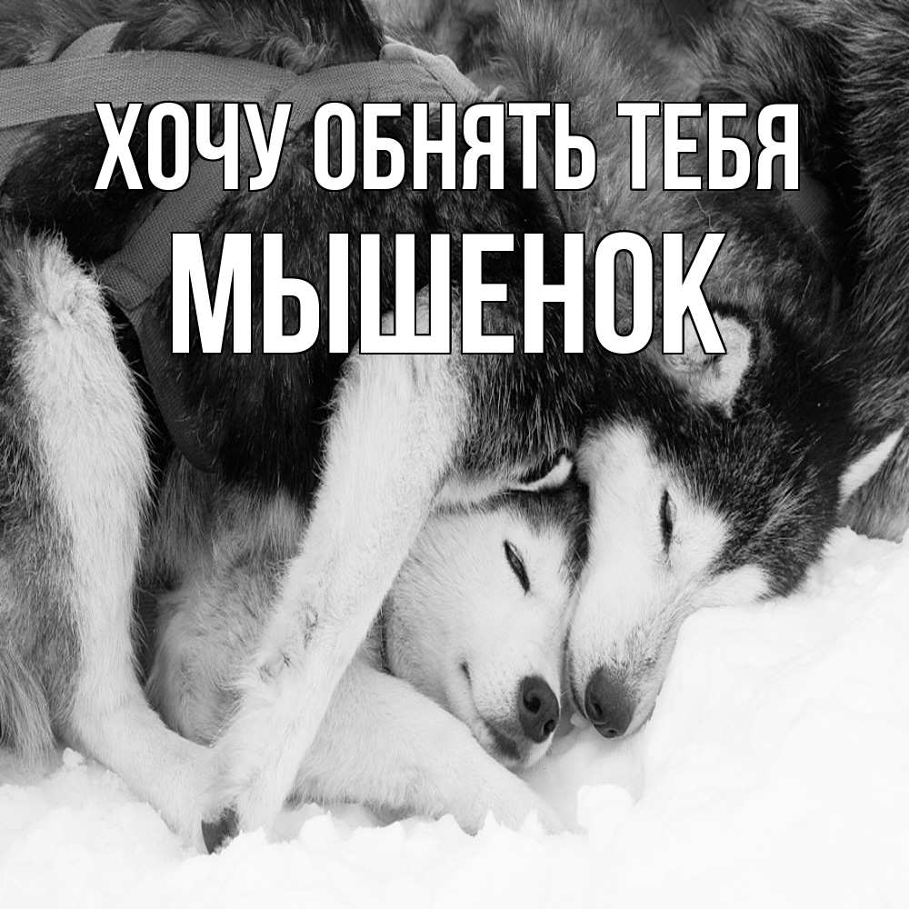 Открытка на каждый день с именем, Мышенок Хочу обнять тебя собачки в упряжке Прикольная открытка с пожеланием онлайн скачать бесплатно 