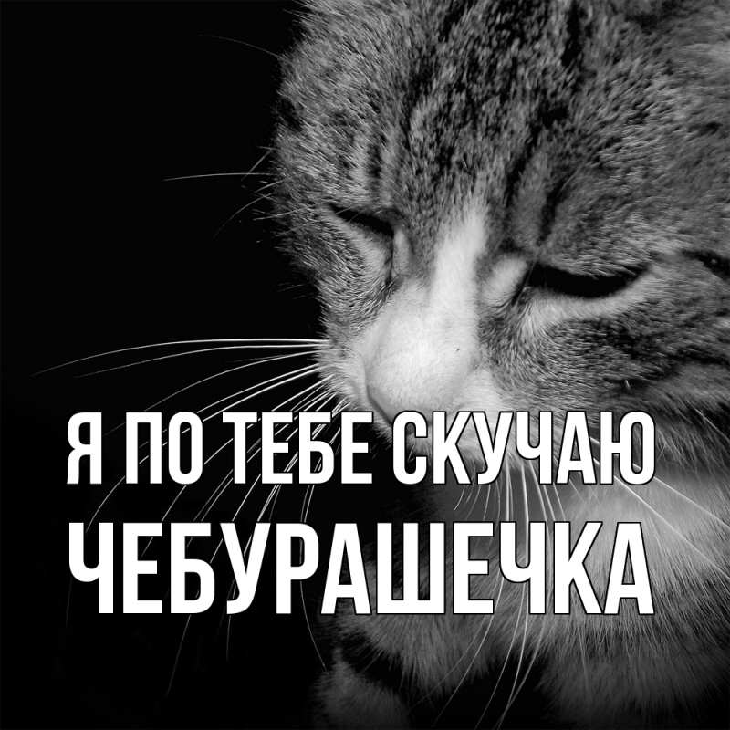 Картинка Я по тебе скучаю, Чебурашечка