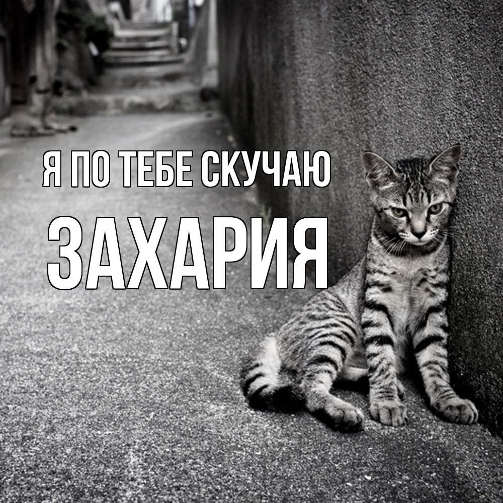 Открытка на каждый день с именем, Захария Я по тебе скучаю одиноко котику Прикольная открытка с пожеланием онлайн скачать бесплатно 