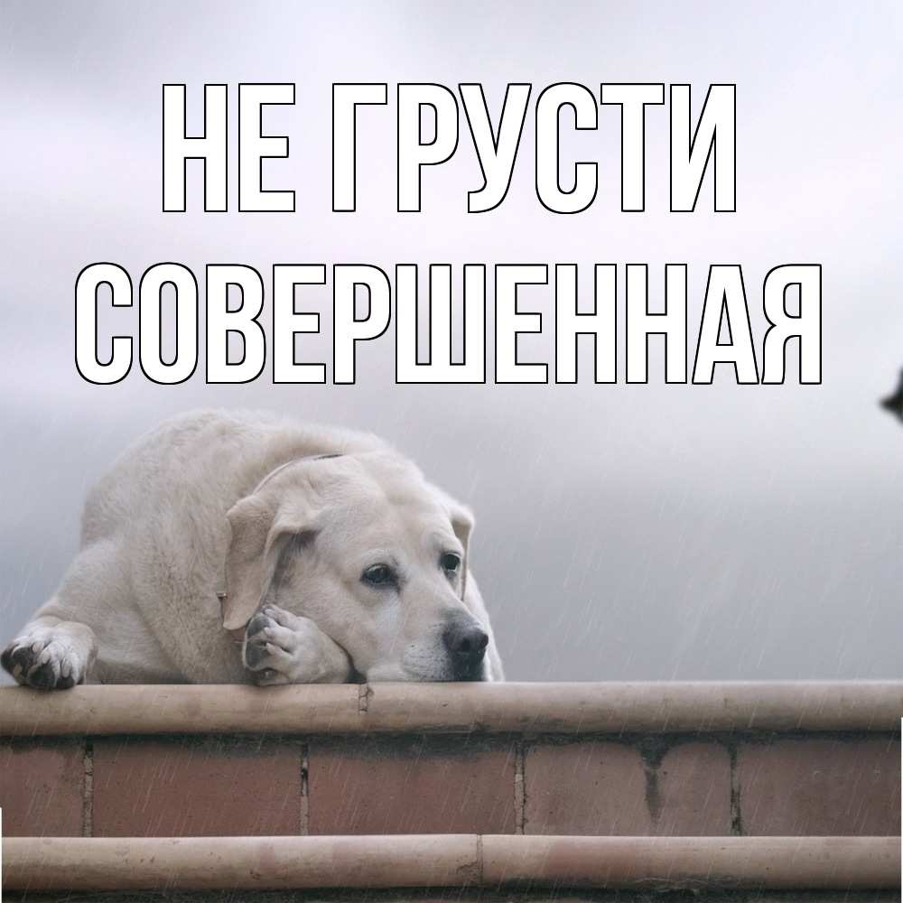 Открытка на каждый день с именем, Совершенная Не грусти белый пес 1 Прикольная открытка с пожеланием онлайн скачать бесплатно 