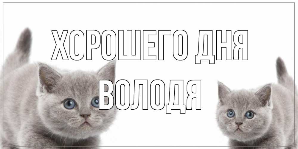 Открытка на каждый день с именем, Володя Хорошего дня открытка с котами Прикольная открытка с пожеланием онлайн скачать бесплатно 