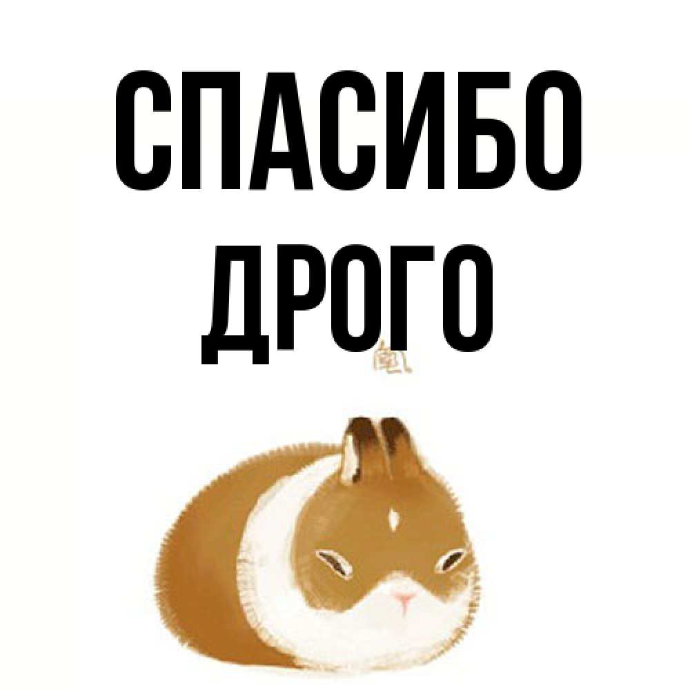 Открытка на каждый день с именем, Дрого Спасибо коричнево белый домашний питомец Прикольная открытка с пожеланием онлайн скачать бесплатно 