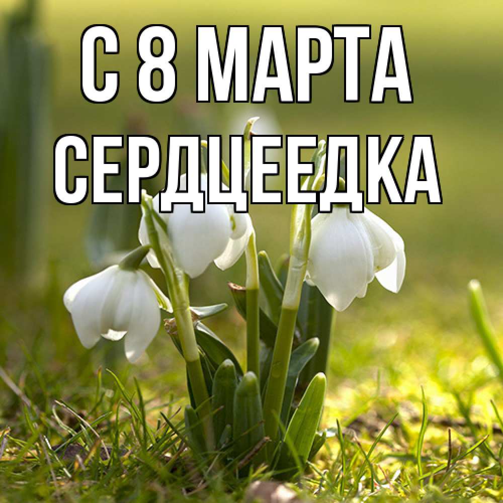 Открытка на каждый день с именем, сердцеедка C 8 МАРТА ранние цветы 2 Прикольная открытка с пожеланием онлайн скачать бесплатно 