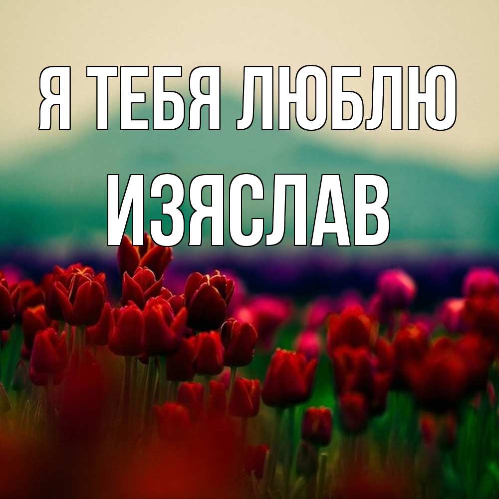 Открытка на каждый день с именем, Изяслав Я тебя люблю тюльпаны 4 Прикольная открытка с пожеланием онлайн скачать бесплатно 
