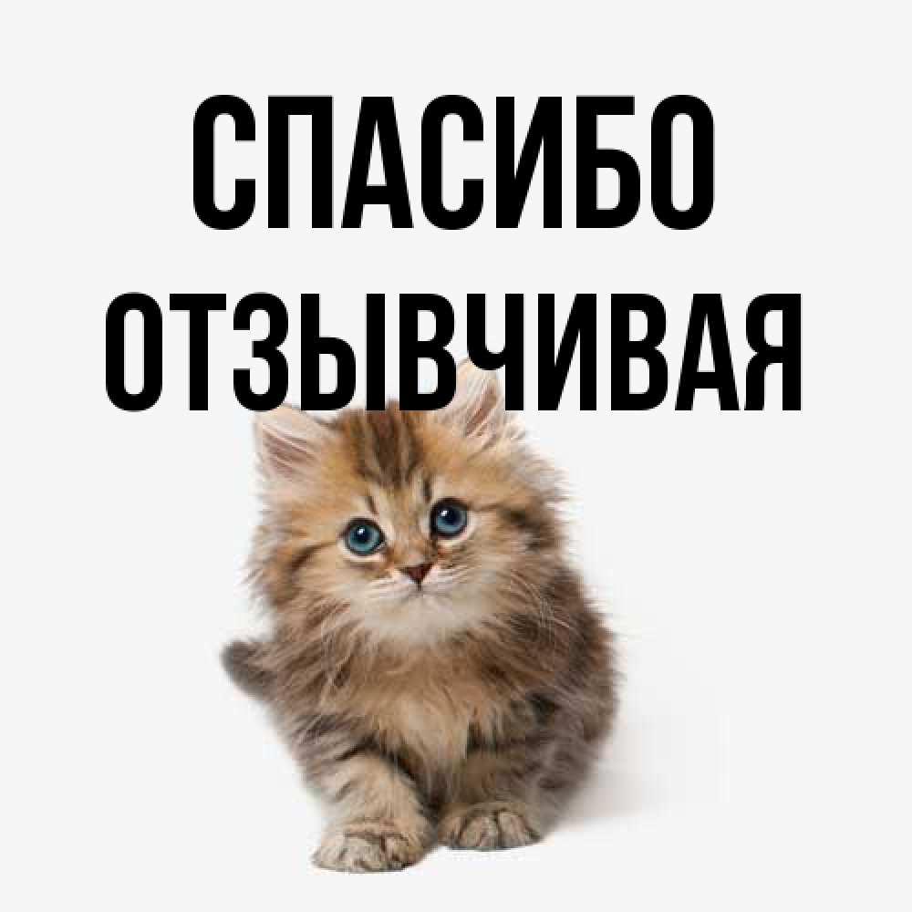 Открытка на каждый день с именем, Отзывчивая Спасибо пушистый котик Прикольная открытка с пожеланием онлайн скачать бесплатно 