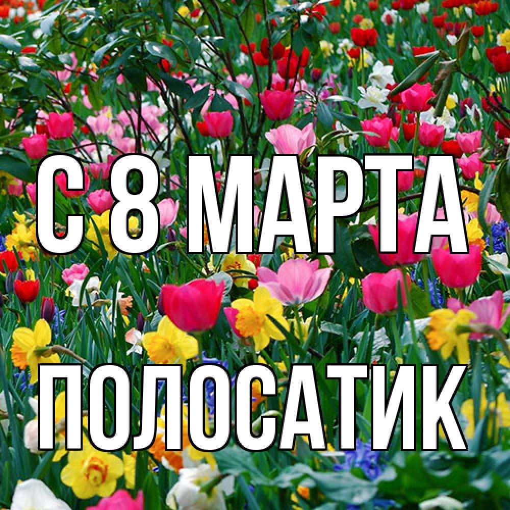 Открытка на каждый день с именем, полосатик C 8 МАРТА с международным женским днем поздравления для женщины Прикольная открытка с пожеланием онлайн скачать бесплатно 