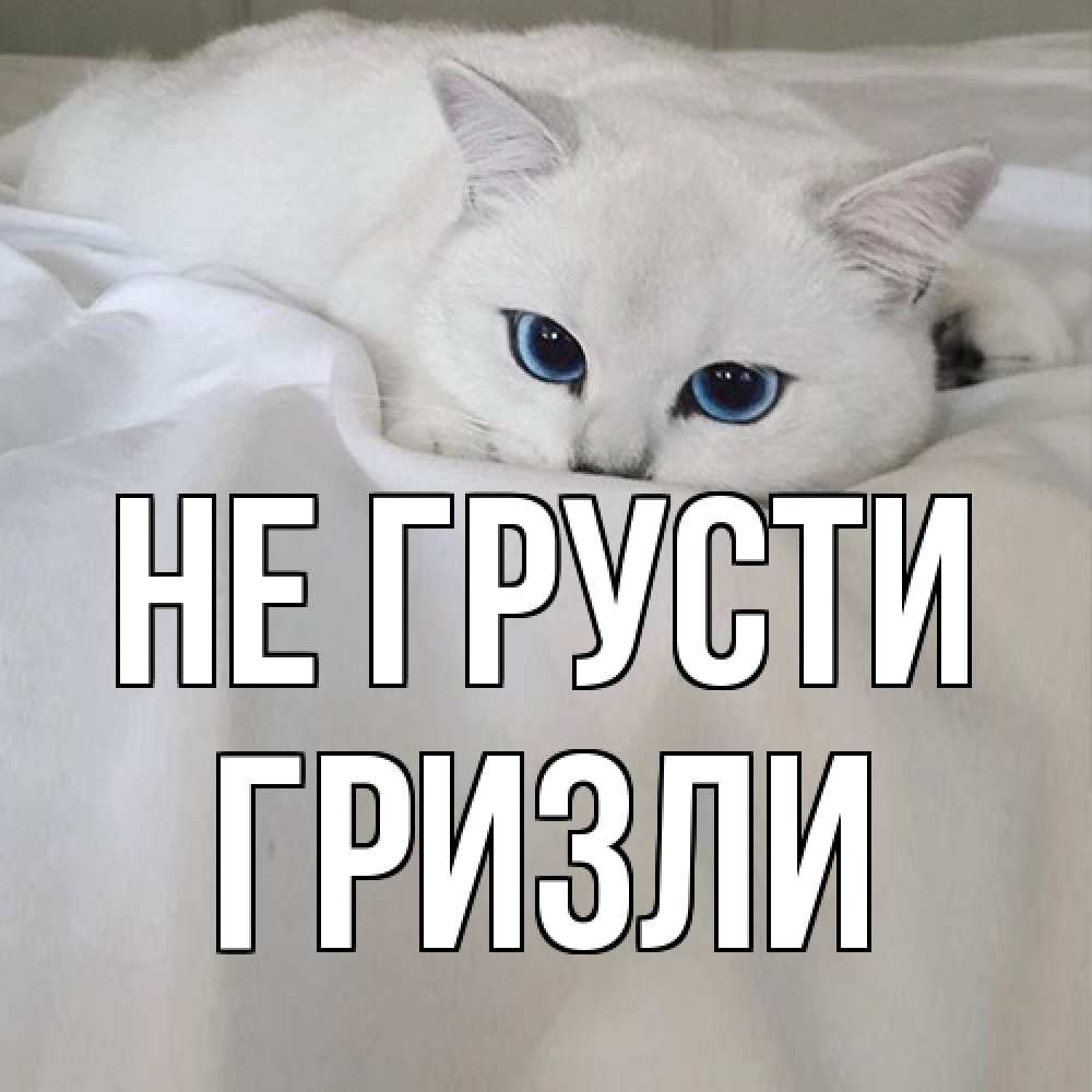 Открытка на каждый день с именем, Гризли Не грусти белый кот с голубыми глазами на белоснежной кровати Прикольная открытка с пожеланием онлайн скачать бесплатно 