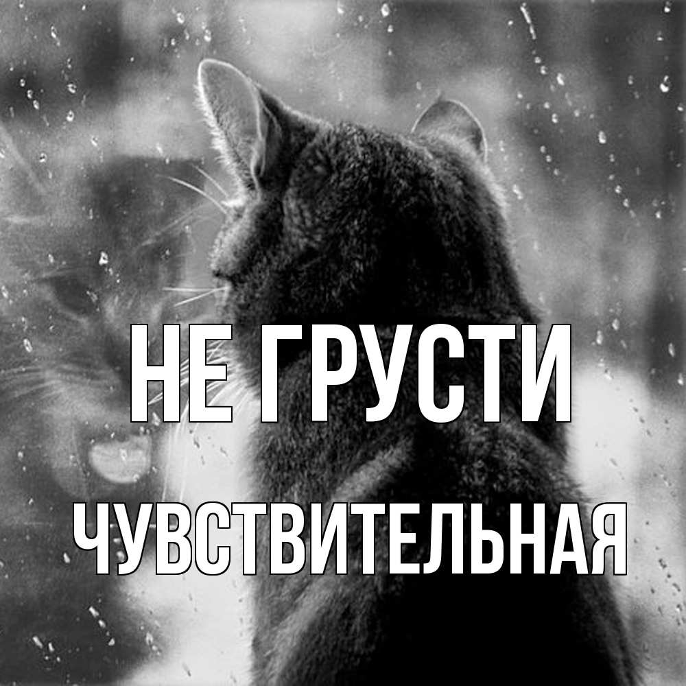 Открытка на каждый день с именем, Чувствительная Не грусти отражение кота 1 Прикольная открытка с пожеланием онлайн скачать бесплатно 