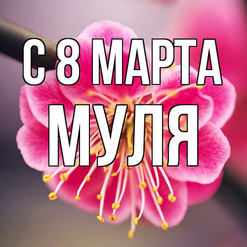 Картинка C 8 МАРТА, Муля