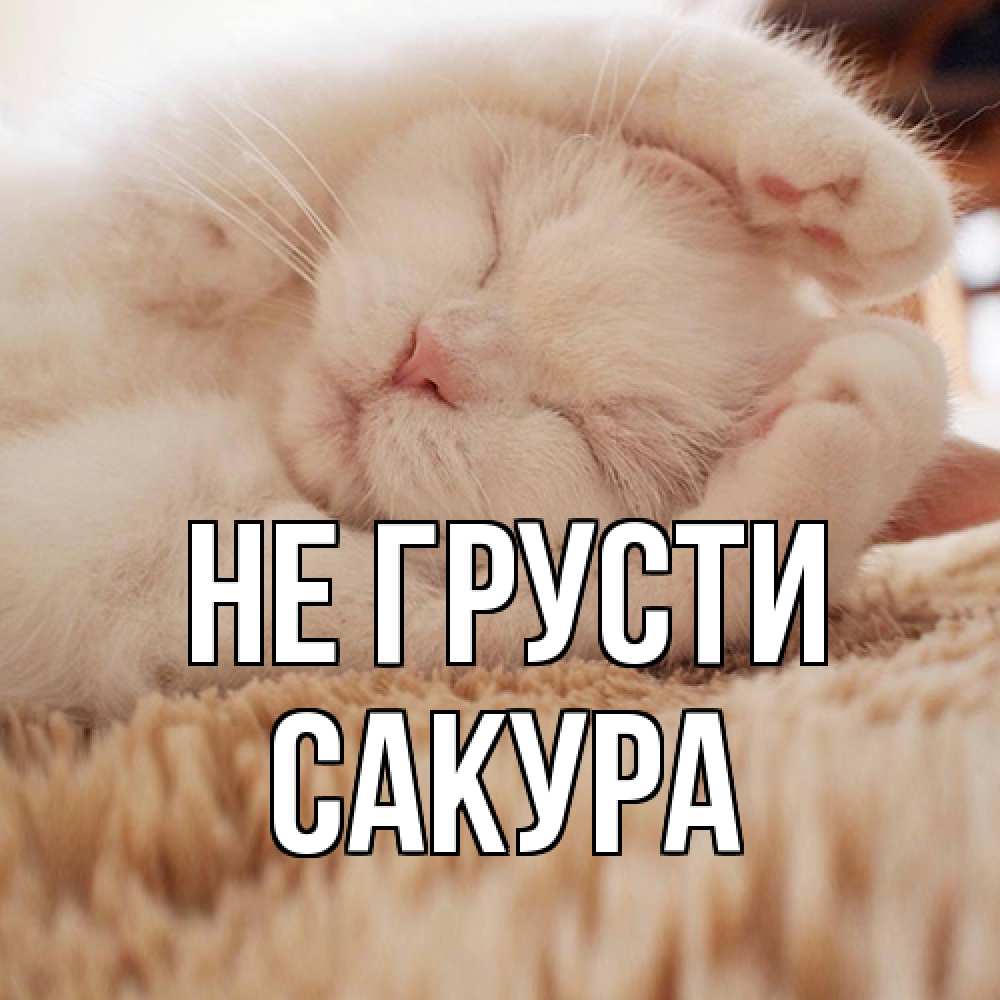 Открытка на каждый день с именем, Сакура Не грусти белый кот Прикольная открытка с пожеланием онлайн скачать бесплатно 