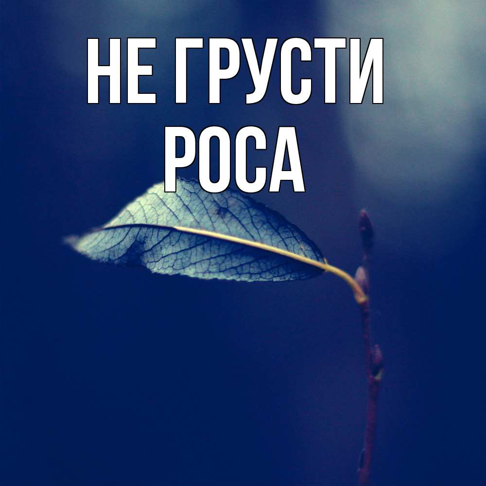 Открытка на каждый день с именем, Роса Не грусти растение Прикольная открытка с пожеланием онлайн скачать бесплатно 