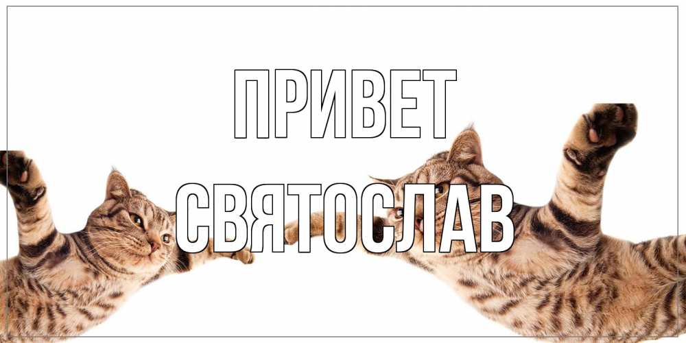 Открытка на каждый день с именем, Святослав Привет кот Прикольная открытка с пожеланием онлайн скачать бесплатно 