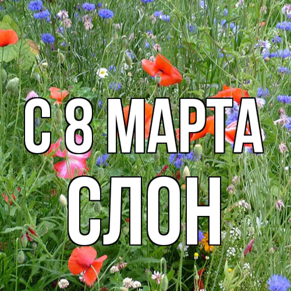 Открытка на каждый день с именем, Слон C 8 МАРТА международный женский день 4 Прикольная открытка с пожеланием онлайн скачать бесплатно 