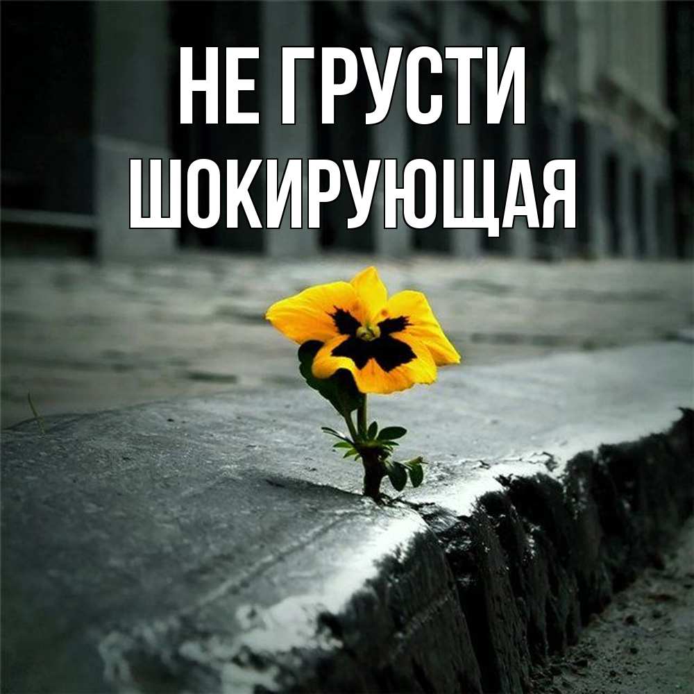 Открытка на каждый день с именем, Шокирующая Не грусти не сдавайся Прикольная открытка с пожеланием онлайн скачать бесплатно 