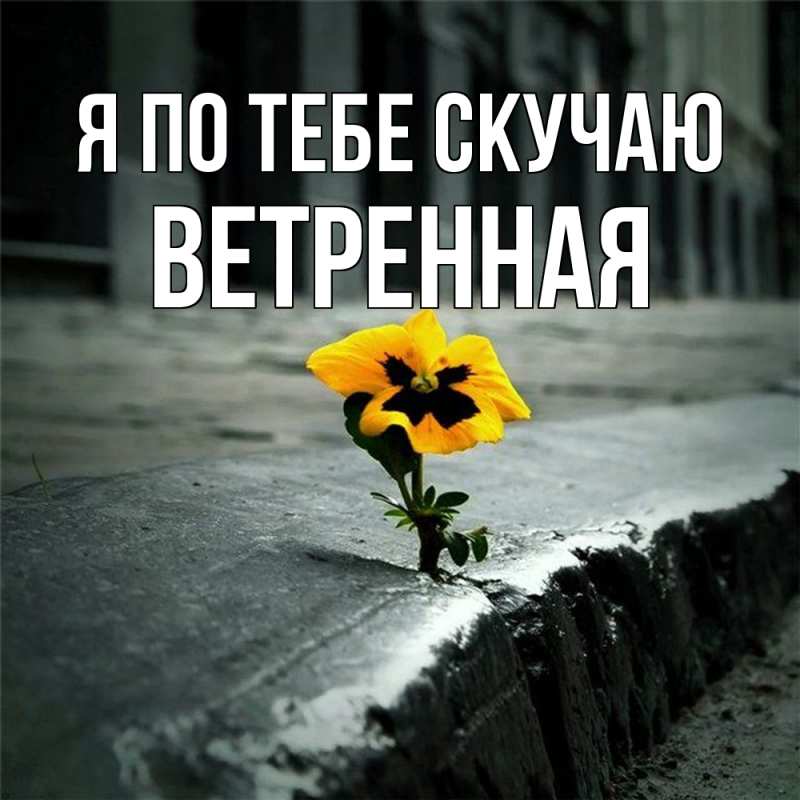 Картинка Я по тебе скучаю, Ветренная