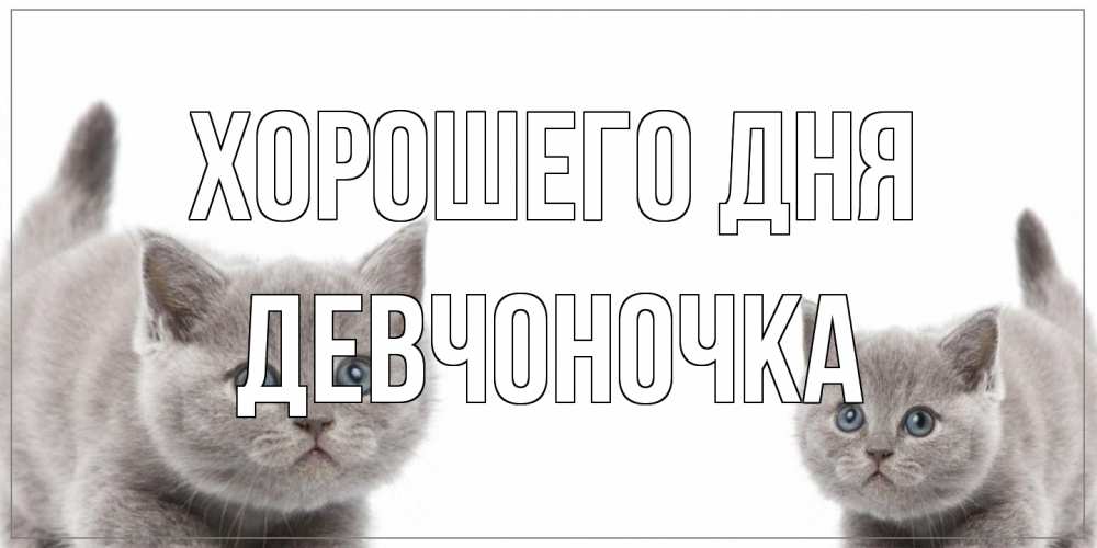 Открытка на каждый день с именем, девчоночка Хорошего дня открытка с котами Прикольная открытка с пожеланием онлайн скачать бесплатно 
