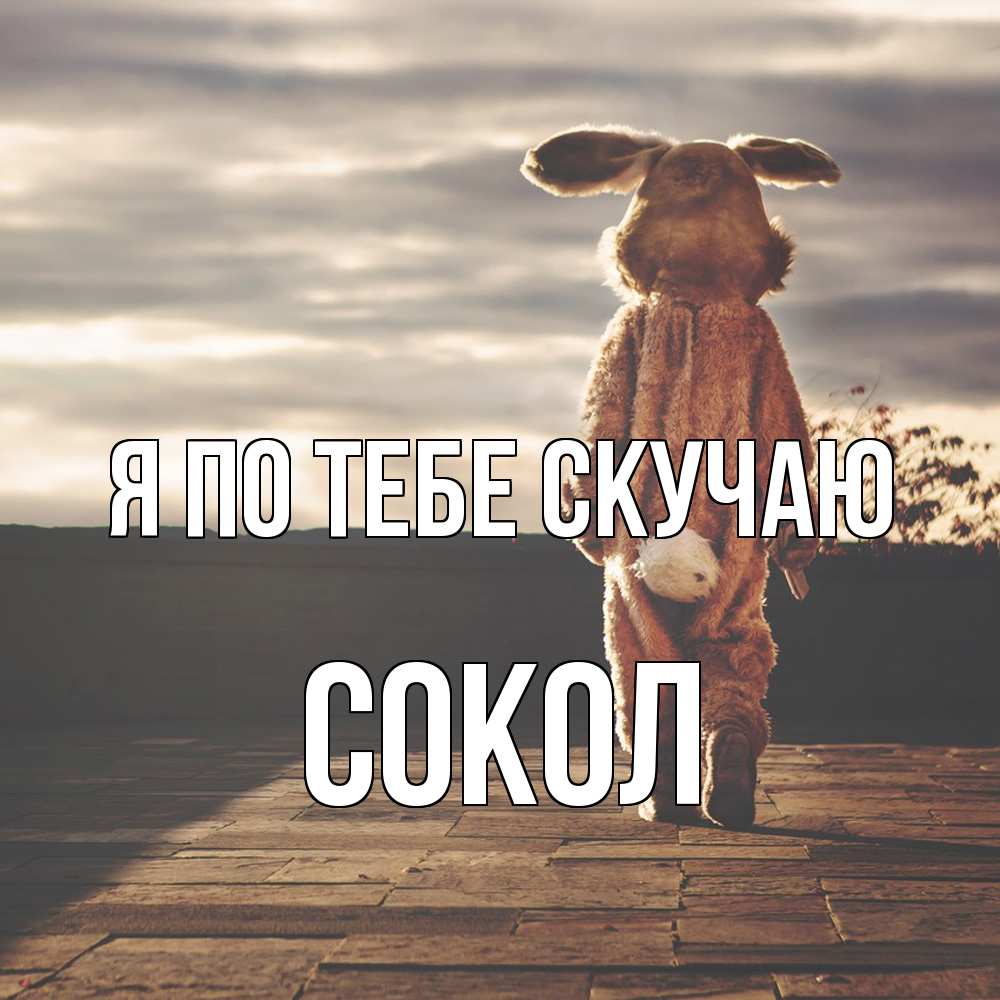 Открытка на каждый день с именем, Сокол Я по тебе скучаю даже в костюме зайца Прикольная открытка с пожеланием онлайн скачать бесплатно 