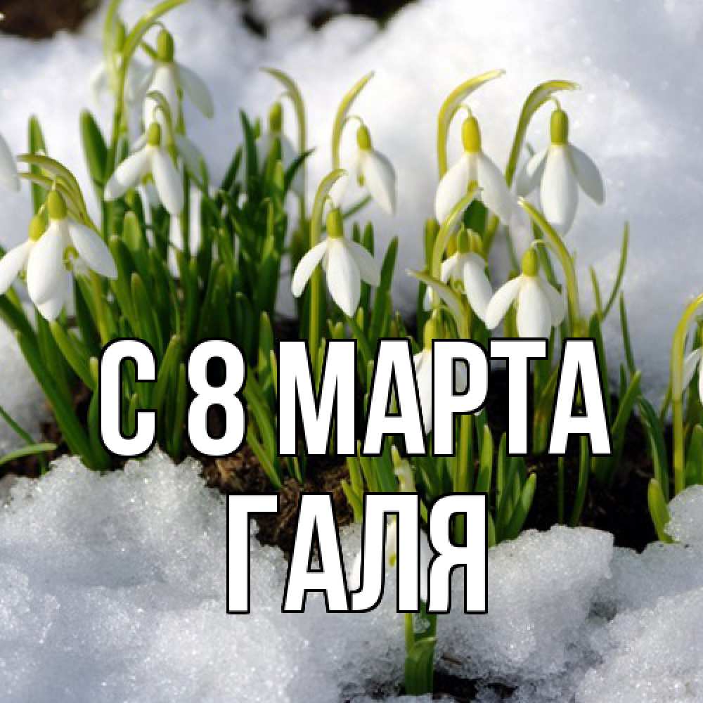 Открытка на каждый день с именем, Галя C 8 МАРТА цветы весенние Прикольная открытка с пожеланием онлайн скачать бесплатно 