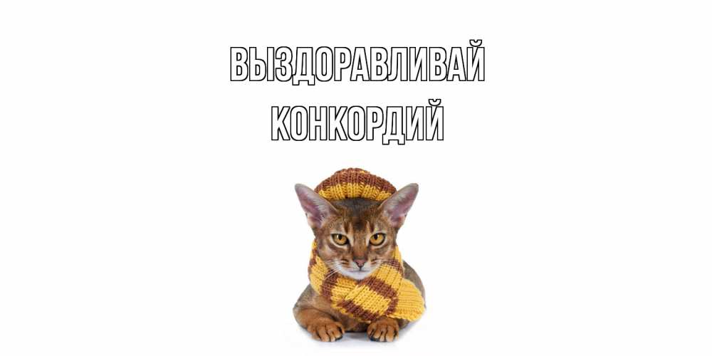 Открытка на каждый день с именем, Конкордий Выздоравливай родные не болейте Прикольная открытка с пожеланием онлайн скачать бесплатно 