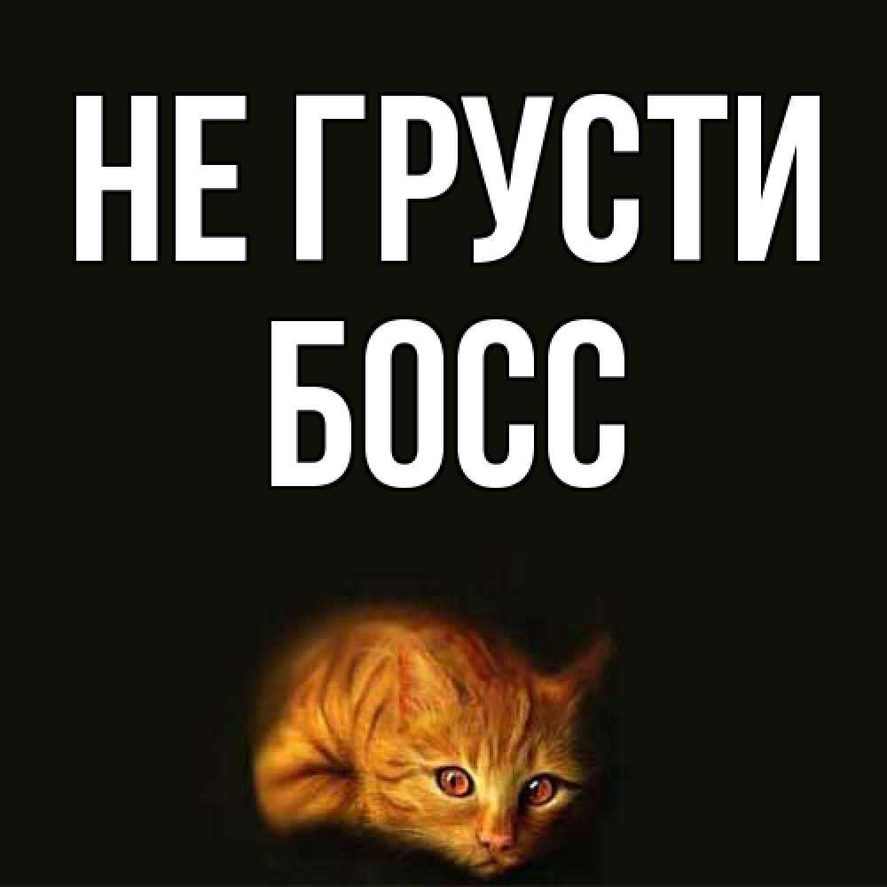 Открытка на каждый день с именем, Босс Не грусти лежащий кот в темноте Прикольная открытка с пожеланием онлайн скачать бесплатно 