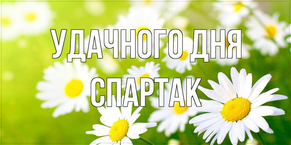 Открытка на каждый день с именем, Спартак Удачного дня открытка с ромашками на зеленом фоне Прикольная открытка с пожеланием онлайн скачать бесплатно 