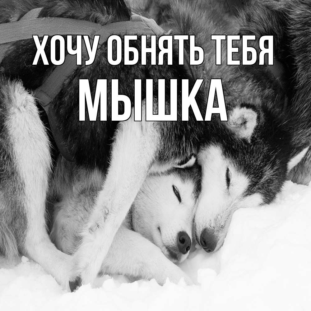 Открытка на каждый день с именем, Мышка Хочу обнять тебя собачки в упряжке Прикольная открытка с пожеланием онлайн скачать бесплатно 