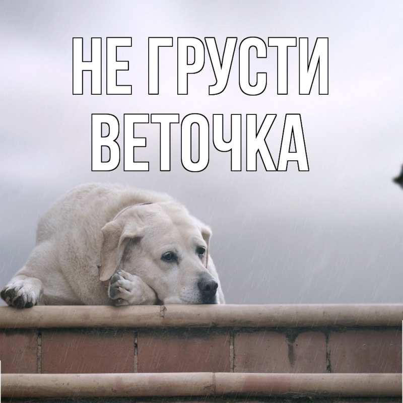 Картинка Не грусти, Веточка
