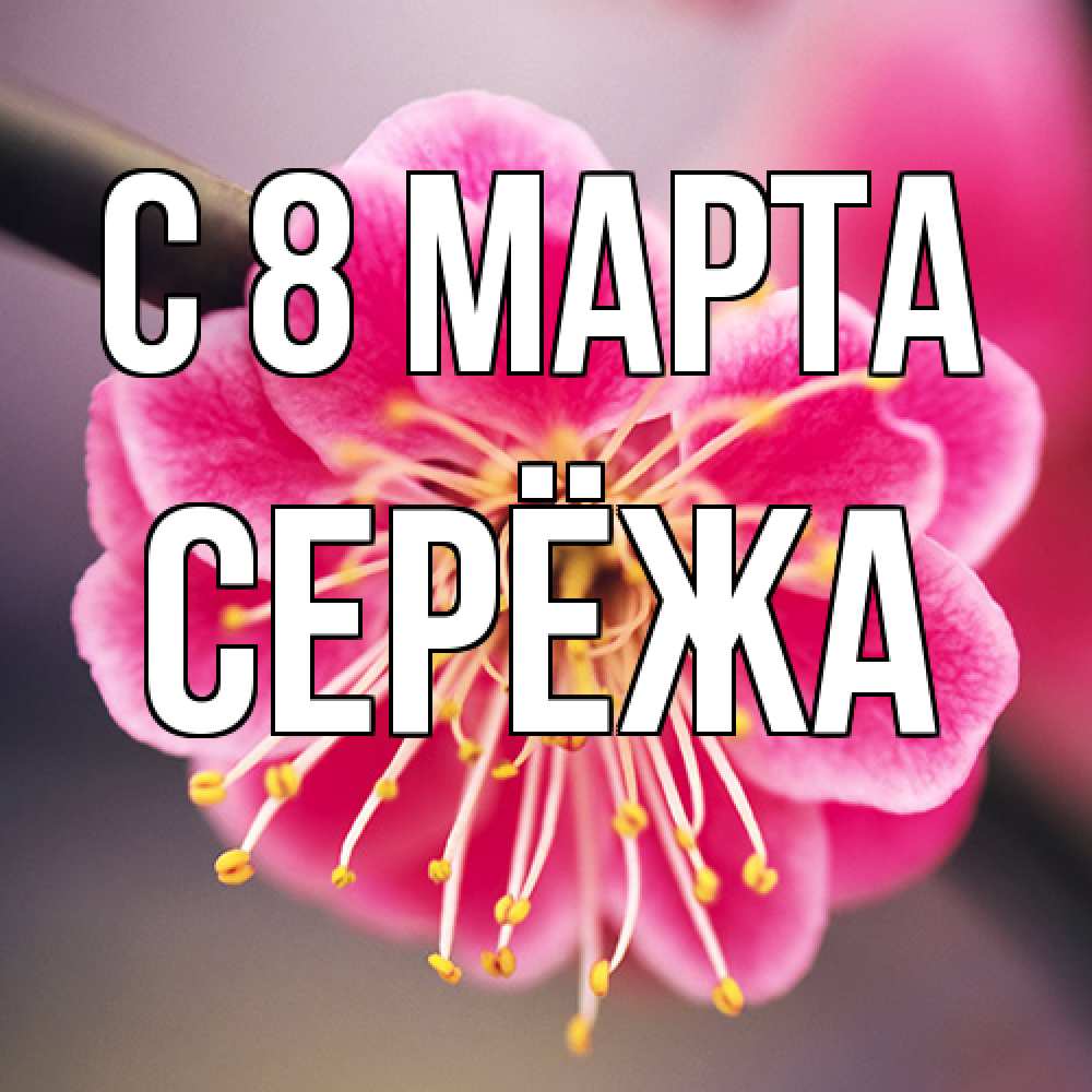 Открытка на каждый день с именем, Серёжа C 8 МАРТА цветы Прикольная открытка с пожеланием онлайн скачать бесплатно 