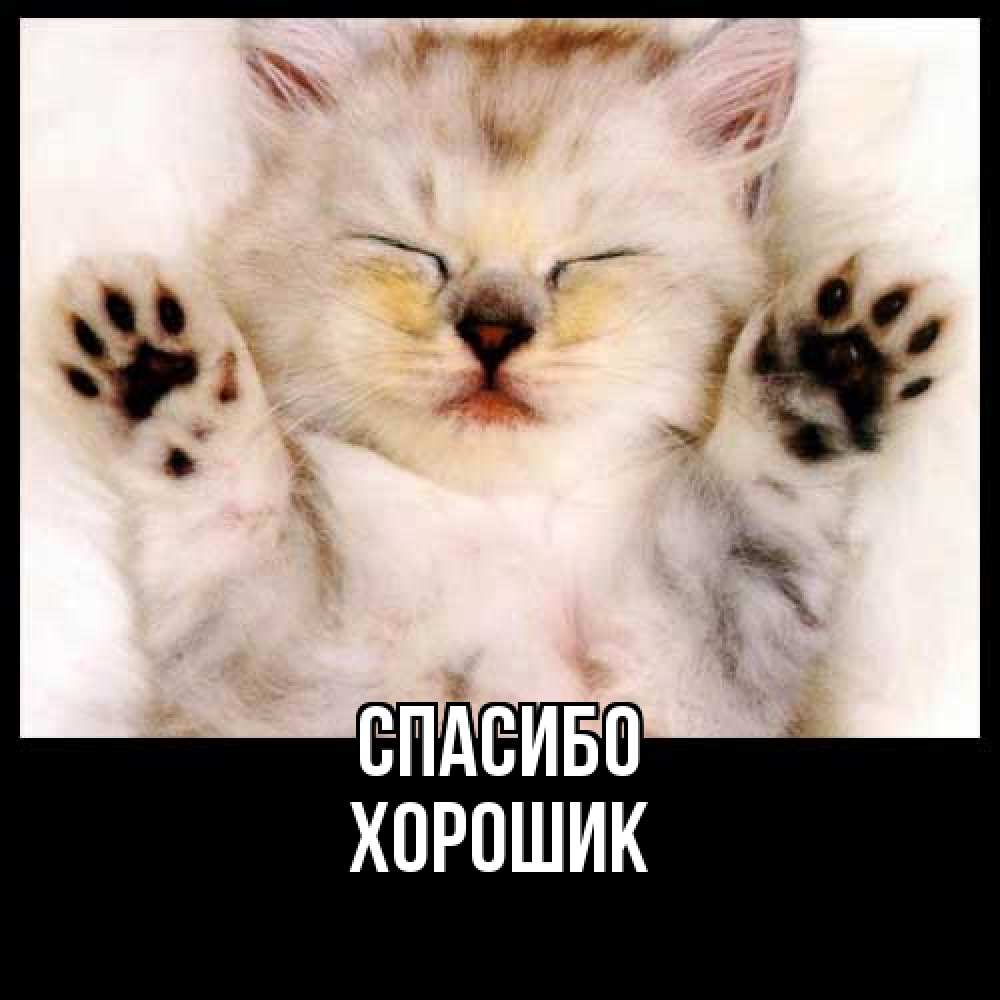 Открытка на каждый день с именем, Хорошик Спасибо маленький котенок Прикольная открытка с пожеланием онлайн скачать бесплатно 