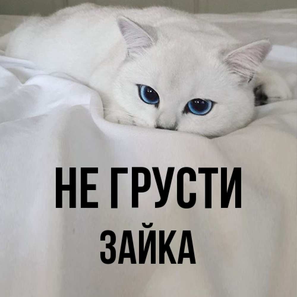 Открытка на каждый день с именем, Зайка Не грусти Голубоглазая кошка Прикольная открытка с пожеланием онлайн скачать бесплатно 