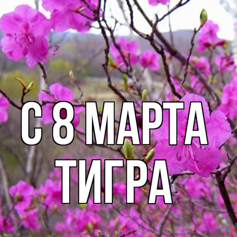 Картинка C 8 МАРТА, Тигpа