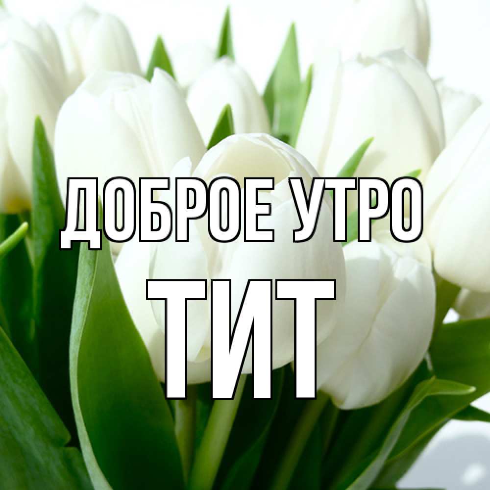 Открытка на каждый день с именем, Тит Доброе утро открытки на каждый день по именам Прикольная открытка с пожеланием онлайн скачать бесплатно 