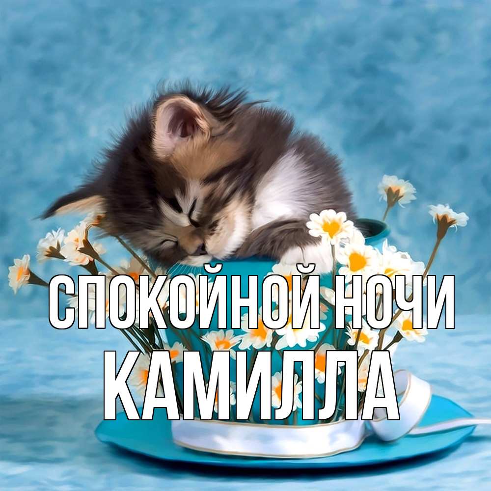 Открытка на каждый день с именем, Камилла Спокойной ночи котенок спит в кружке с блюдцем Прикольная открытка с пожеланием онлайн скачать бесплатно 