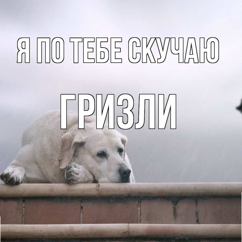 Картинка Я по тебе скучаю, Гризли