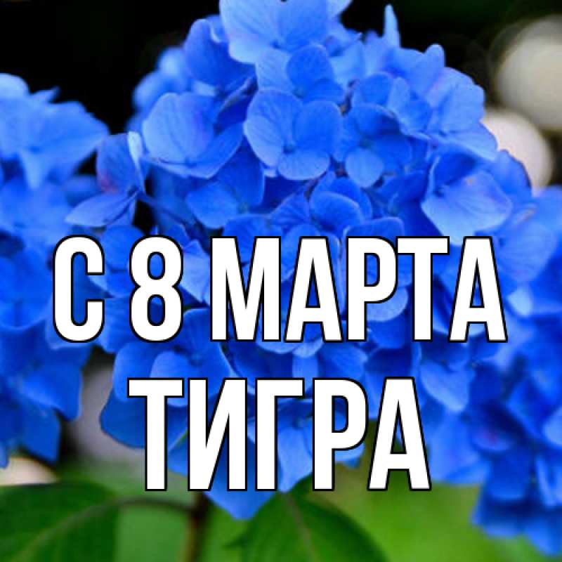 Картинка C 8 МАРТА, Тигpа