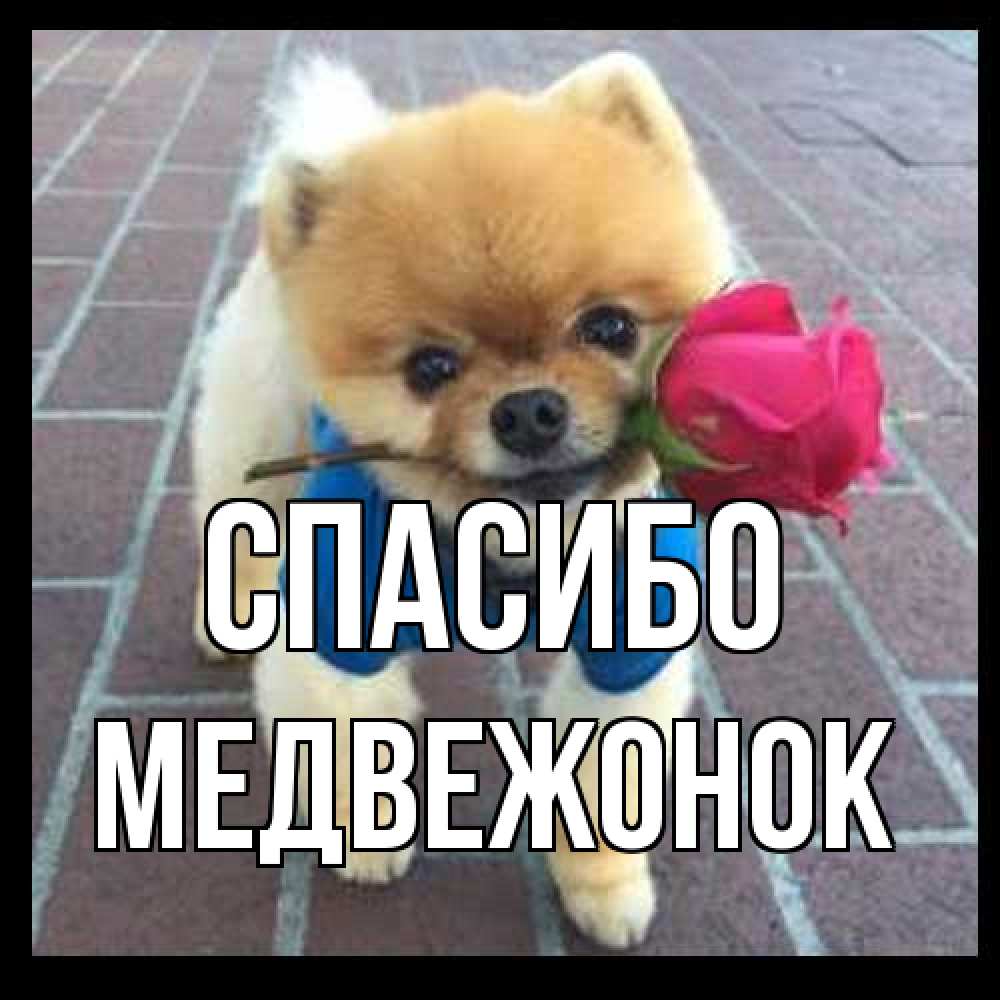 Открытка на каждый день с именем, медвежонок Спасибо спасибо и дарю тебе цветок Прикольная открытка с пожеланием онлайн скачать бесплатно 