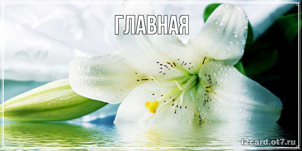 Открытка на каждый день с именем, настя Главная лилия на открытке ко дню рождения Прикольная открытка с пожеланием онлайн скачать бесплатно 