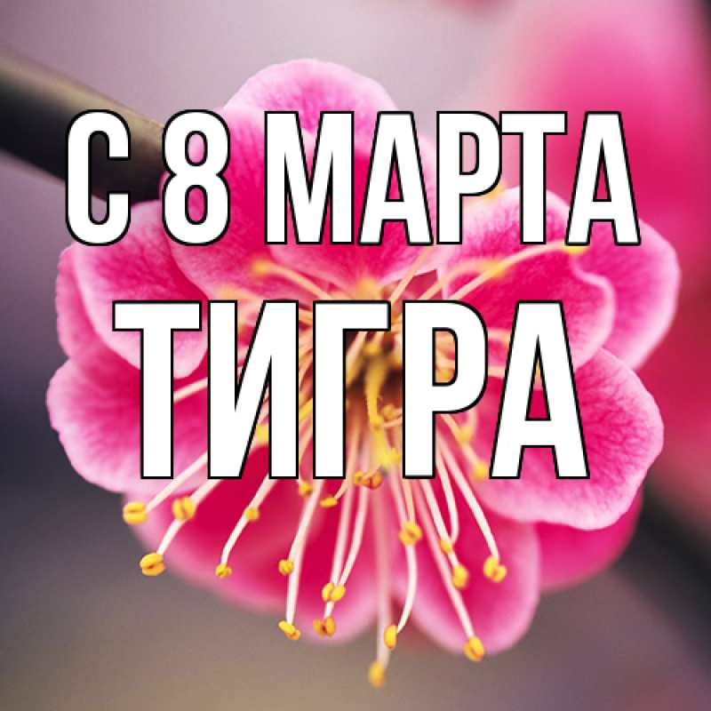 Картинка C 8 МАРТА, Тигpа