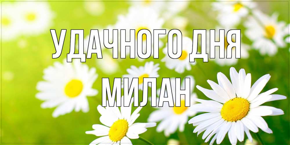 Открытка на каждый день с именем, Милан Удачного дня открытка с ромашками на зеленом фоне Прикольная открытка с пожеланием онлайн скачать бесплатно 