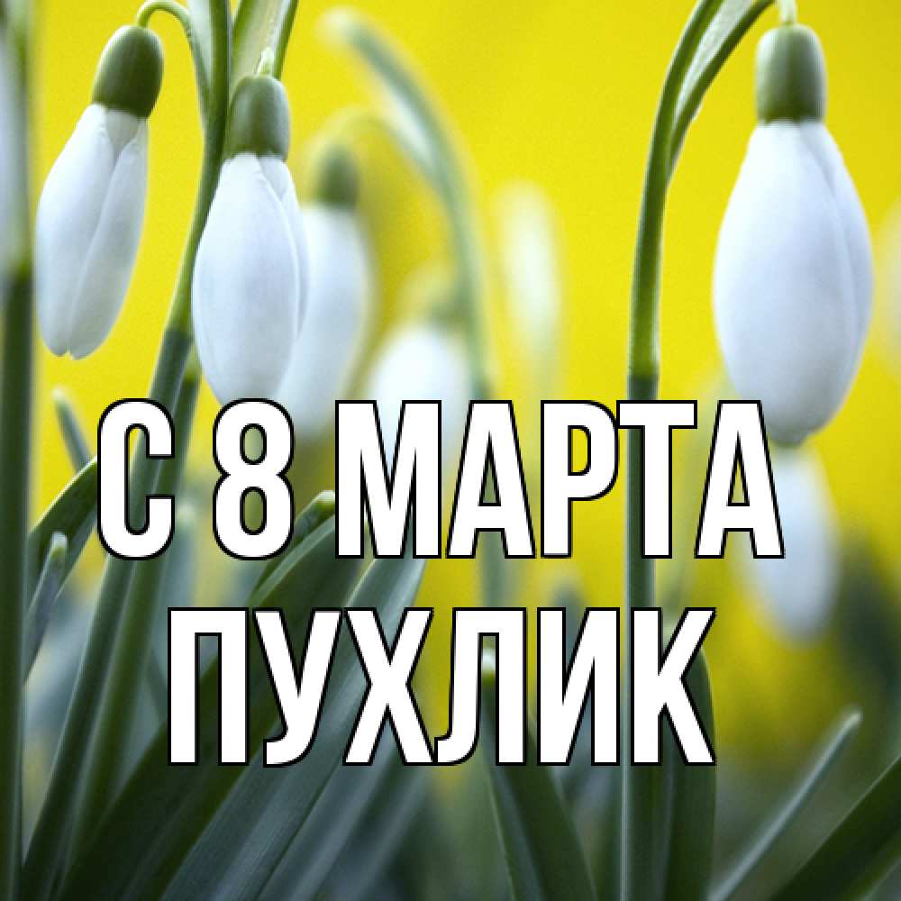 Открытка на каждый день с именем, пухлик C 8 МАРТА весенние цветы Прикольная открытка с пожеланием онлайн скачать бесплатно 