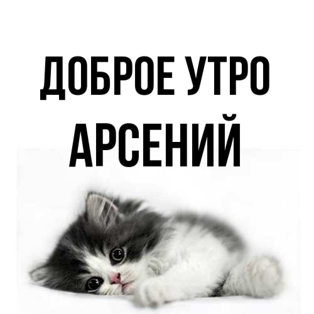 Открытка на каждый день с именем, Арсений Доброе утро кот лапки Прикольная открытка с пожеланием онлайн скачать бесплатно 