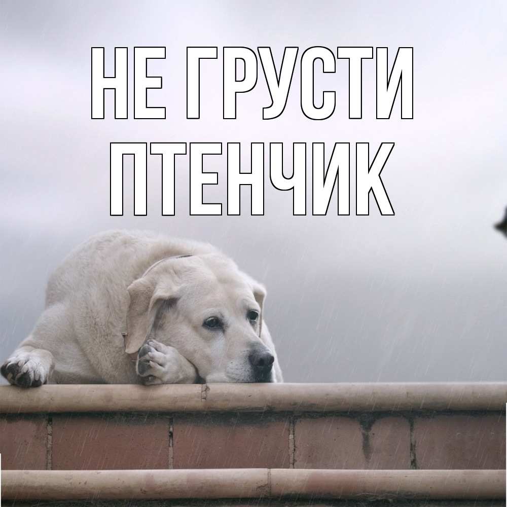 Открытка на каждый день с именем, Птенчик Не грусти белый пес 1 Прикольная открытка с пожеланием онлайн скачать бесплатно 