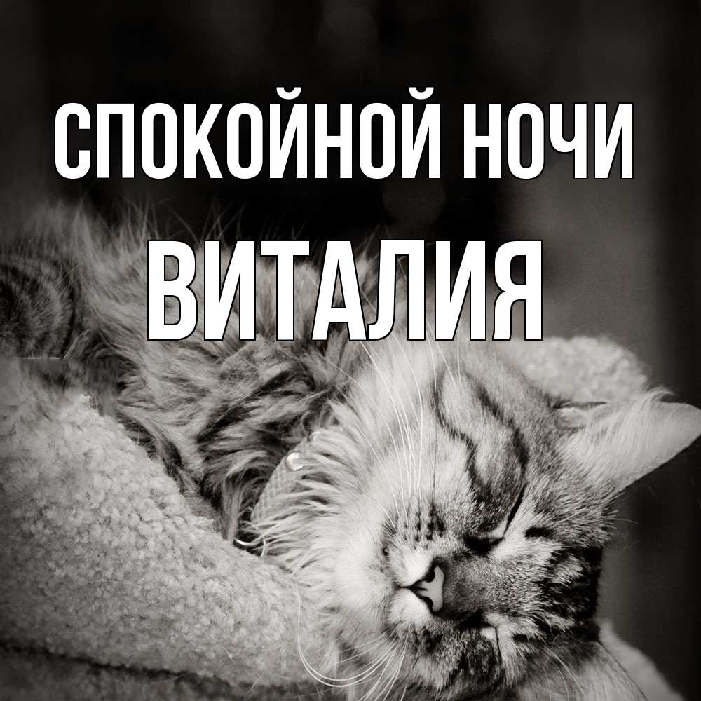 Открытка на каждый день с именем, Виталия Спокойной ночи котярик пушистый Прикольная открытка с пожеланием онлайн скачать бесплатно 
