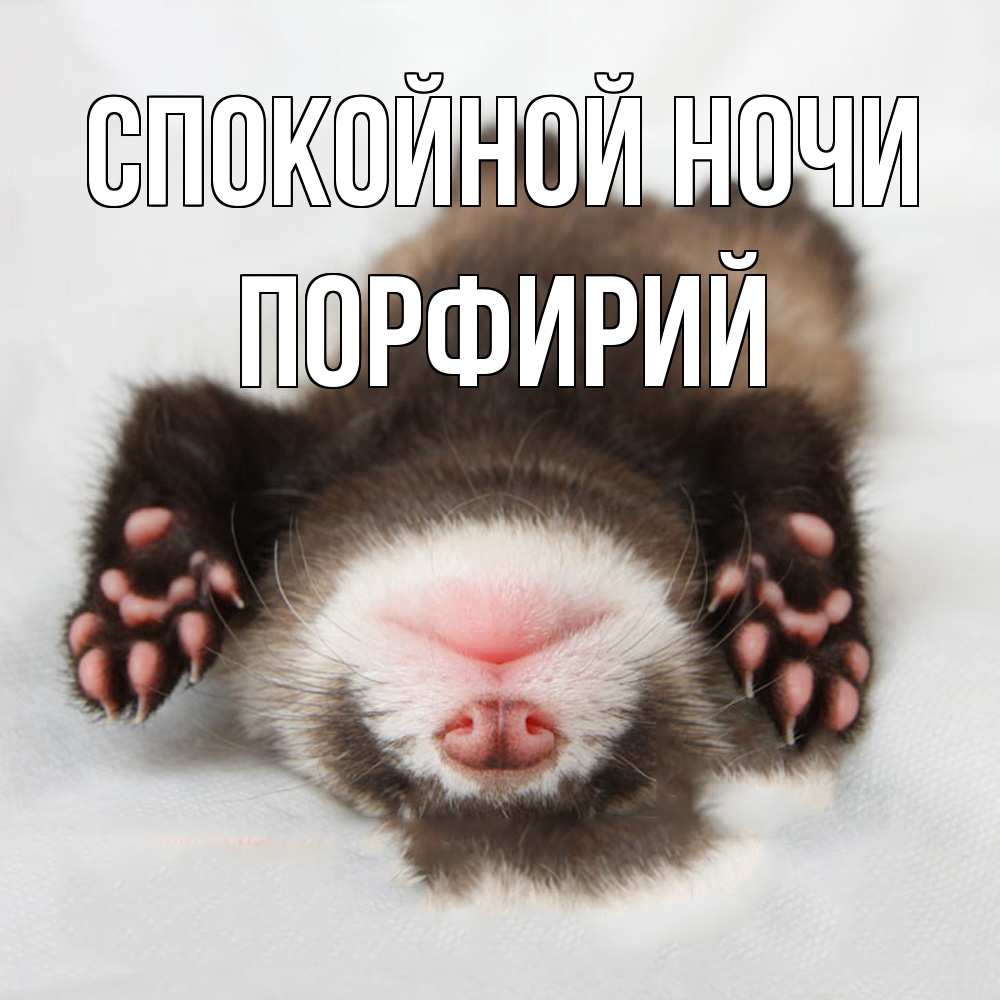 Открытка на каждый день с именем, Порфирий Спокойной ночи зверек Прикольная открытка с пожеланием онлайн скачать бесплатно 
