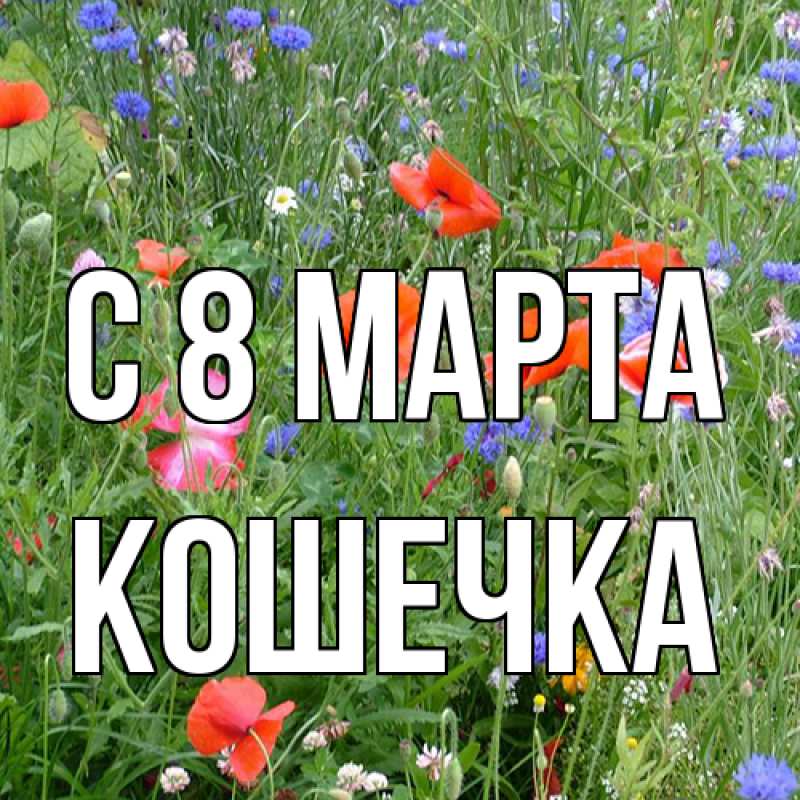 Картинка C 8 МАРТА, кошечка